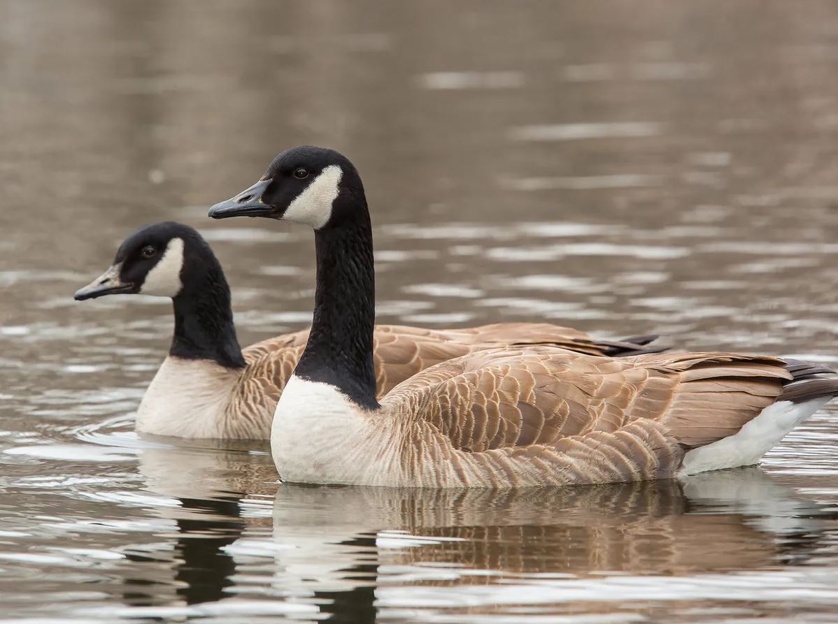 How Long Do Geese Live
