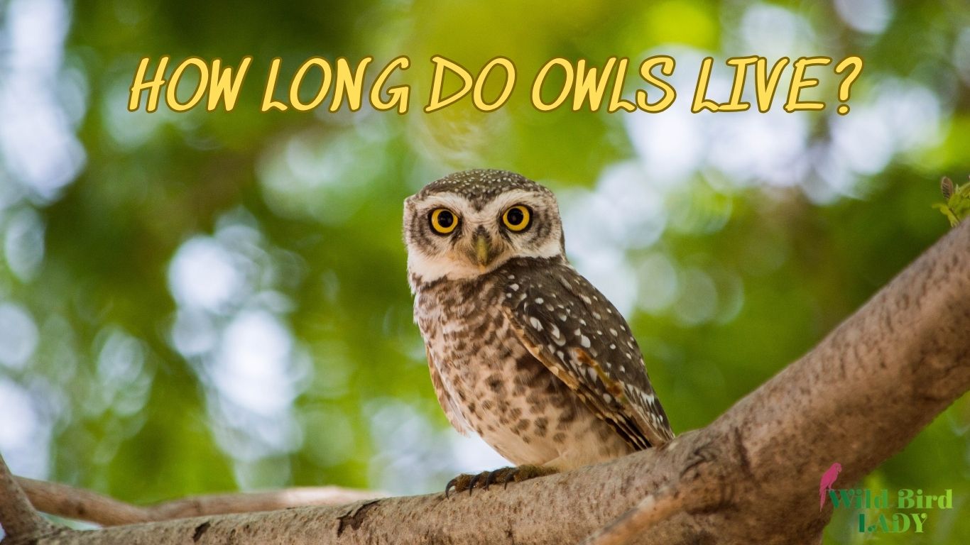 How Long Do Owls Live?
