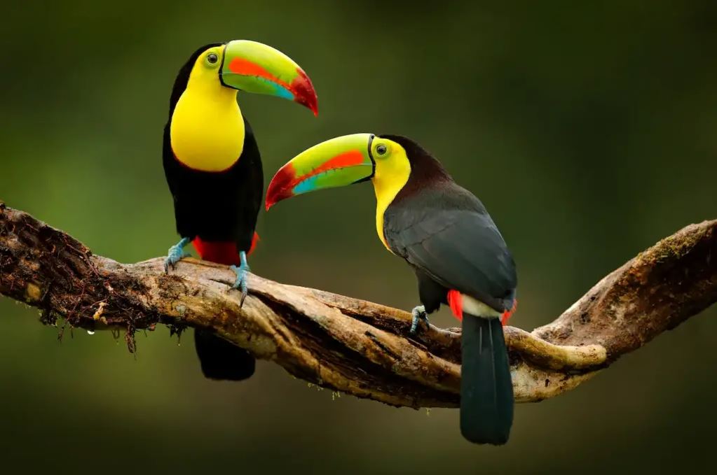 How Long Do Toucans Live