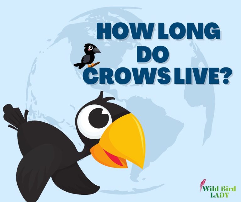How long do crow live?