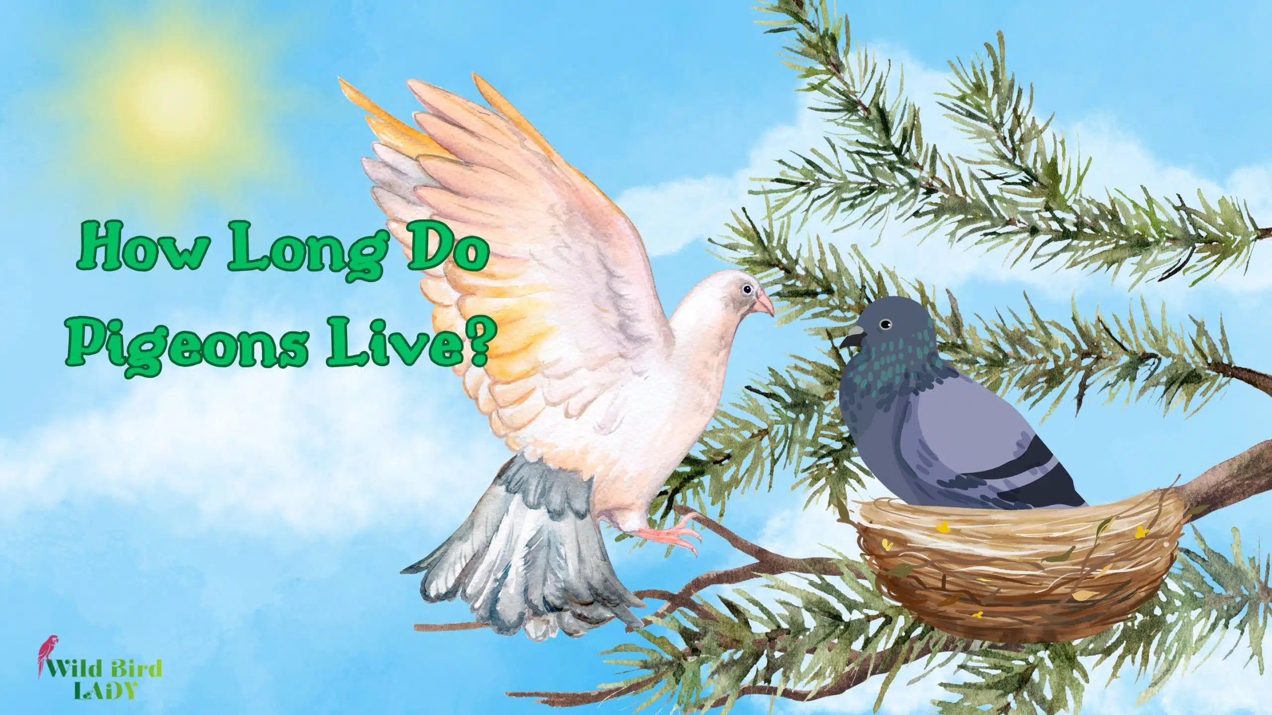 How long do pigeons live