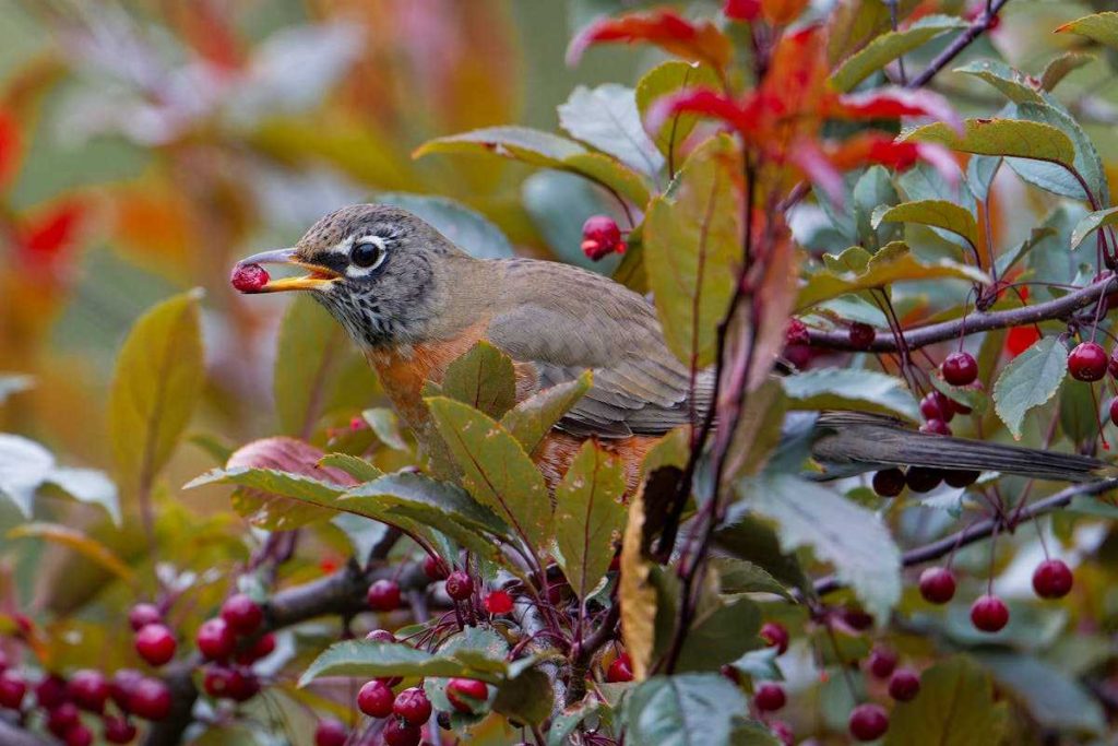 Robin Diet by Season