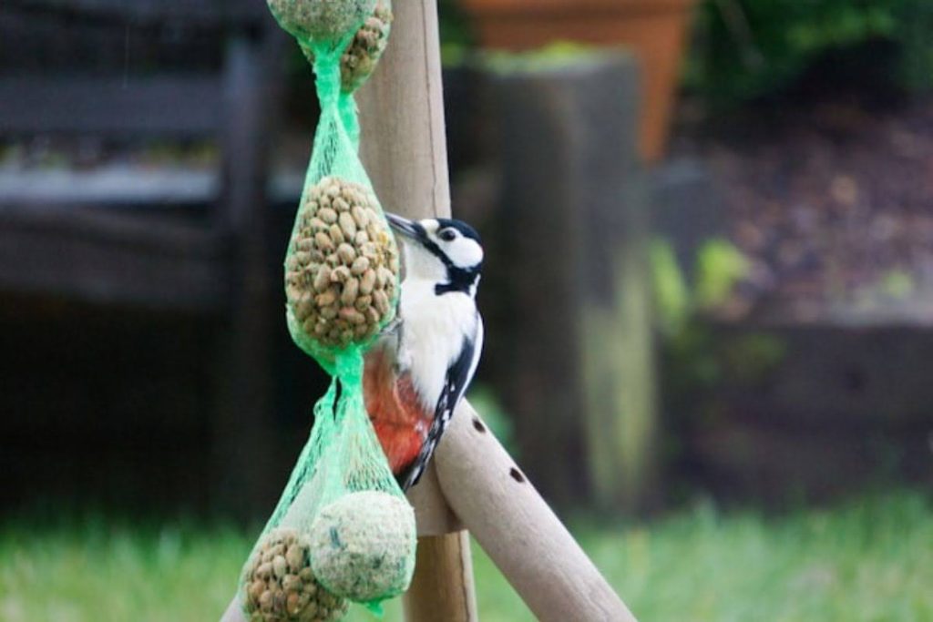 How to Attract Woodpeckers to Your Backyard Feeder
