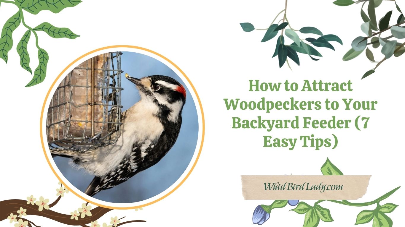 How to Attract Woodpeckers to Your Backyard Feeder (7 Easy Tips)