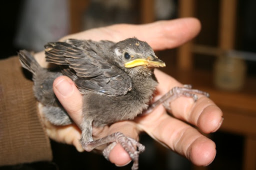 How to Help a Baby Starling