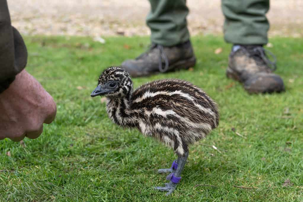 How to Spot Baby Emus in the Wild
