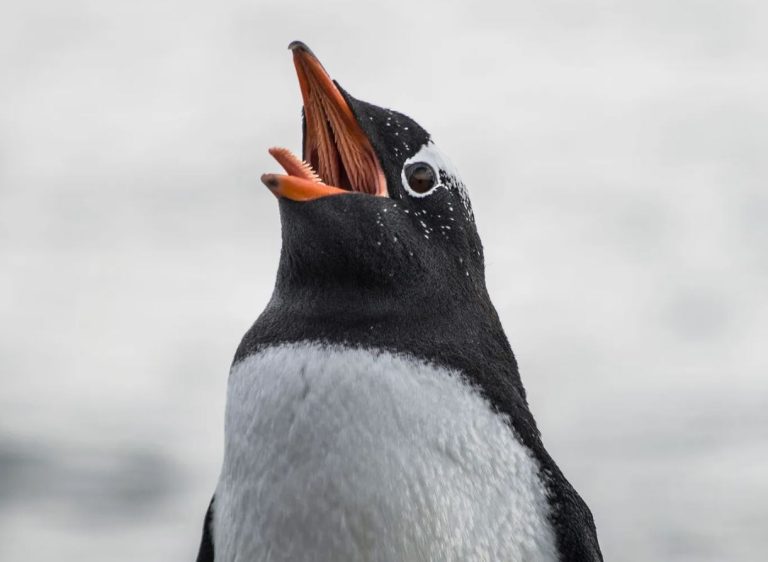 Inside a Penguin's Mouth: What Scientists Found Will Shock You!