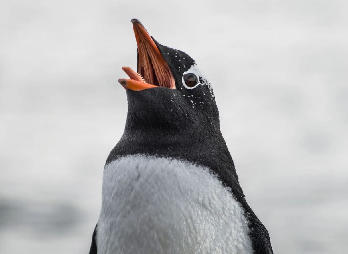 Inside a Penguin's Mouth: What Scientists Found Will Shock You!