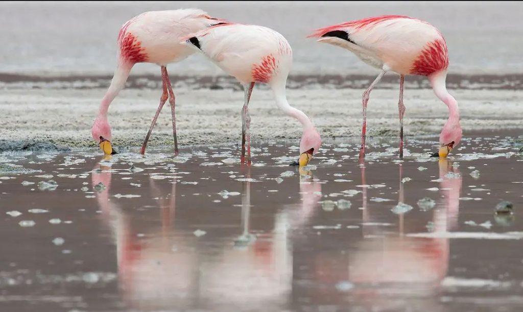 James’s Flamingo Food