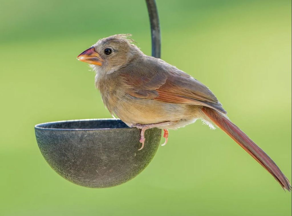 Juvenile Female Northern Cardinal