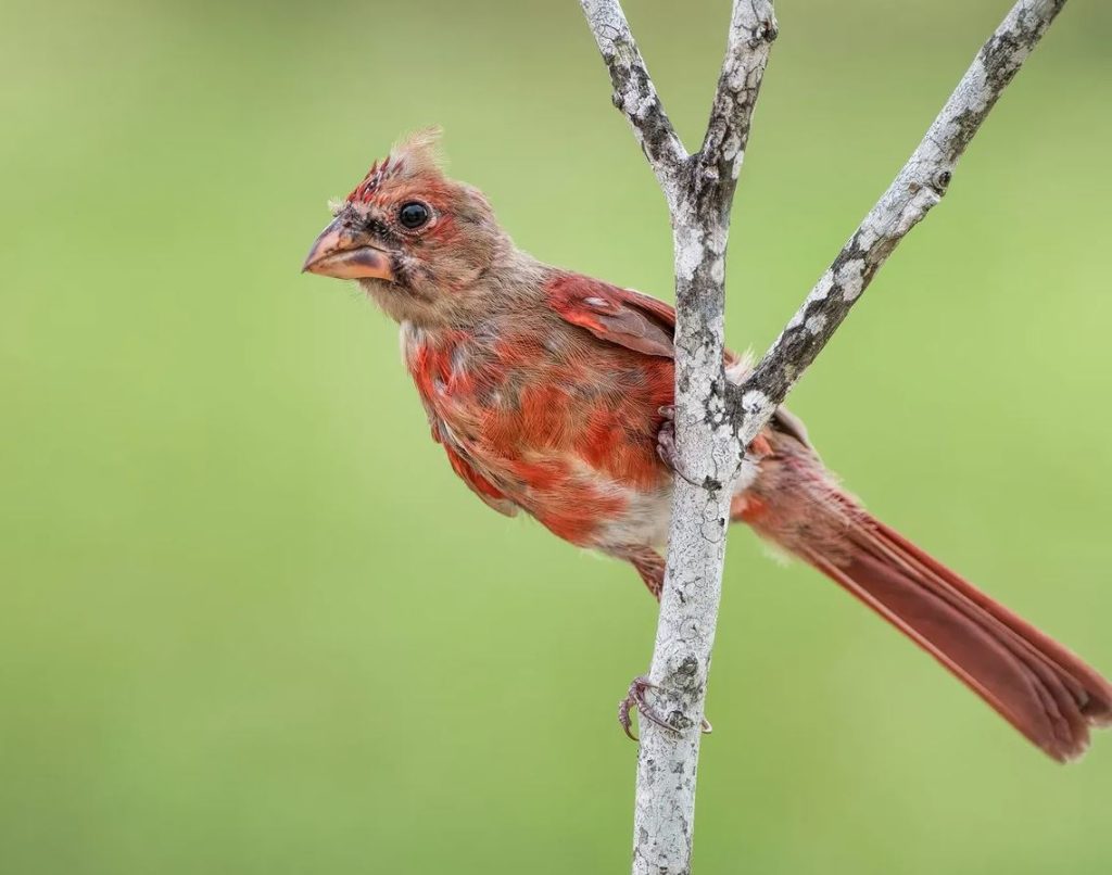 Juvenile Male Northern Cardinal