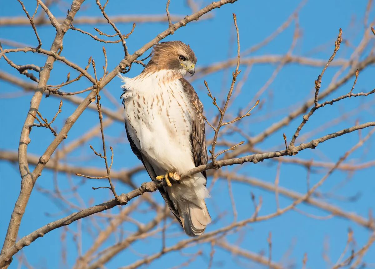 Juvenile Red-Tailed Hawk