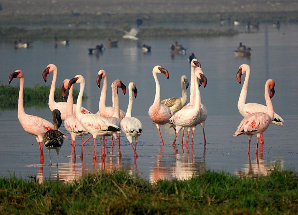 Lesser Flamingo