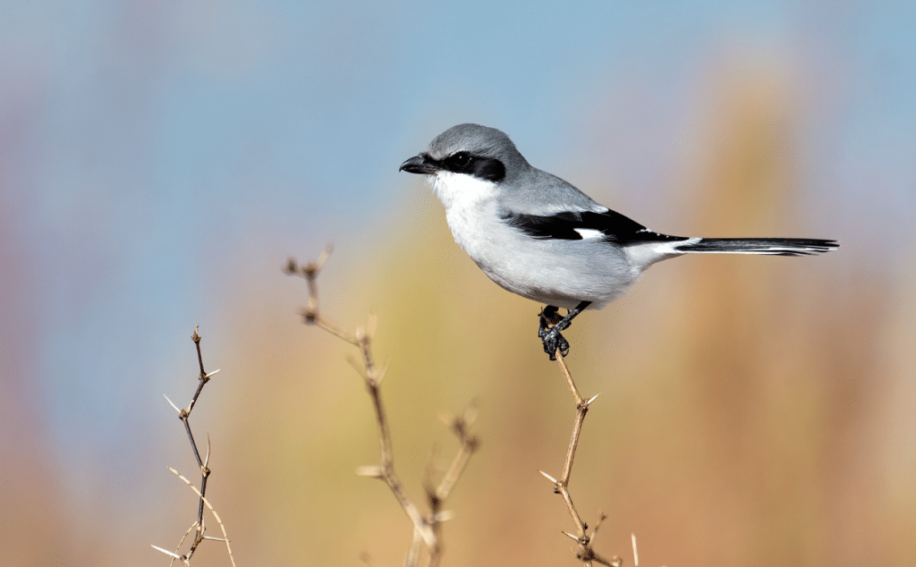 Loggerhead Shrike Black and White Birds in North American Backyards