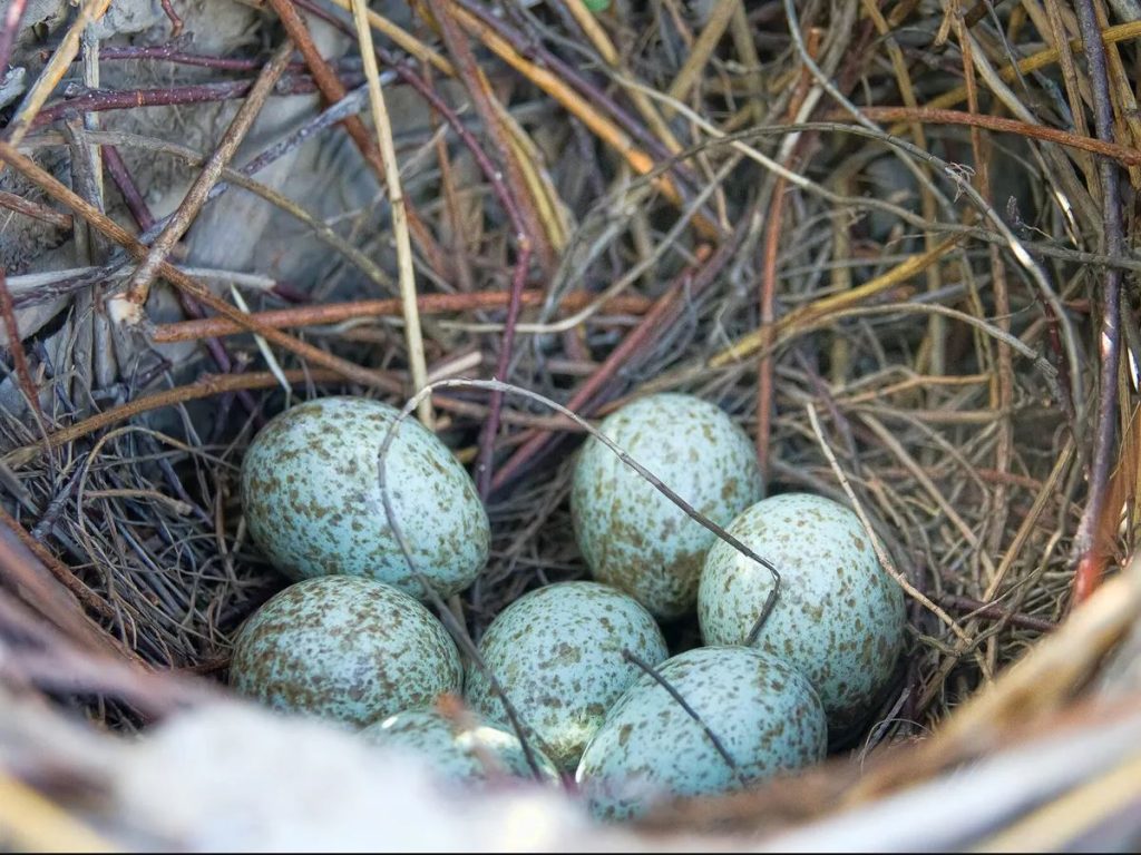 What Bird Has Blue Eggs? Magpie  egg