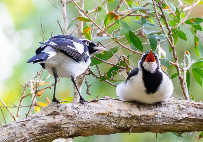 Magpie-lark