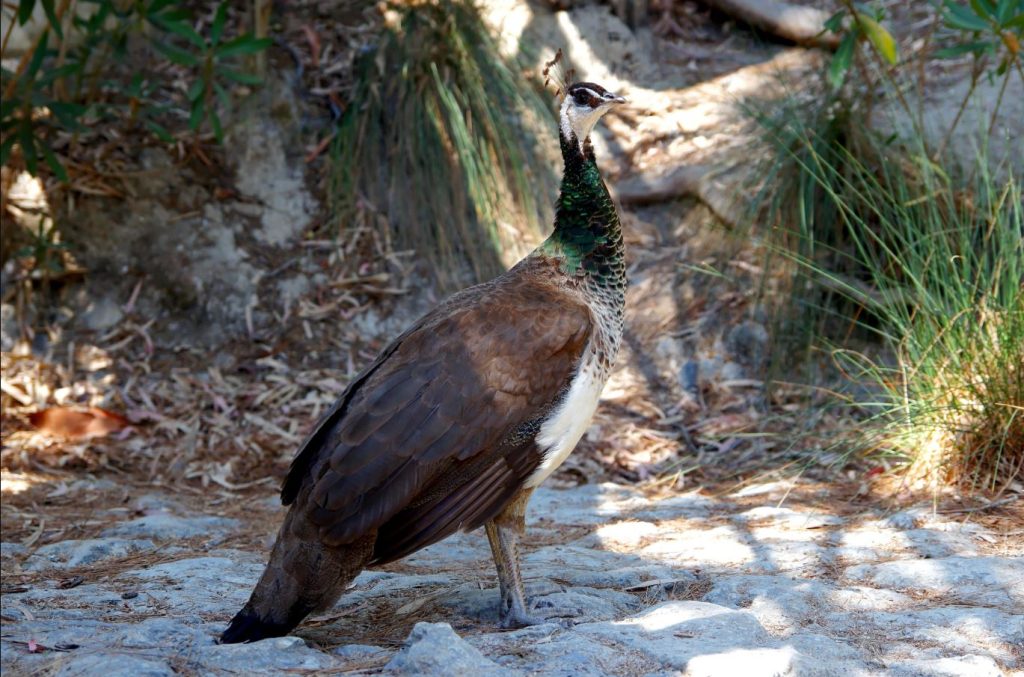 Male Peacocks