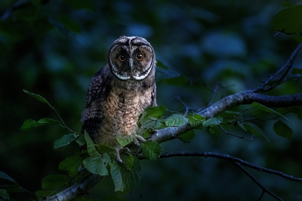 Most Owls Are Nocturnal