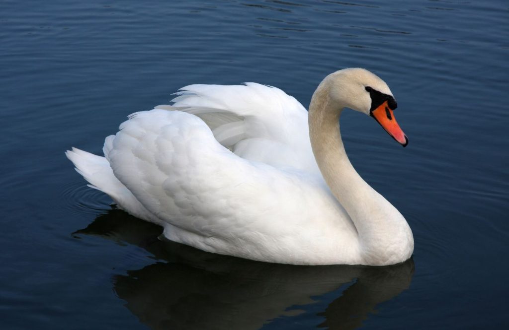 What Do Mute Swan eat