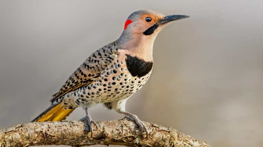 Northern Flicker
