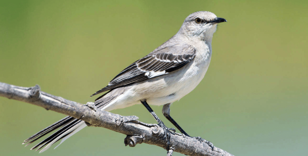 Northern Mockingbird Black and White Birds in North American Backyards