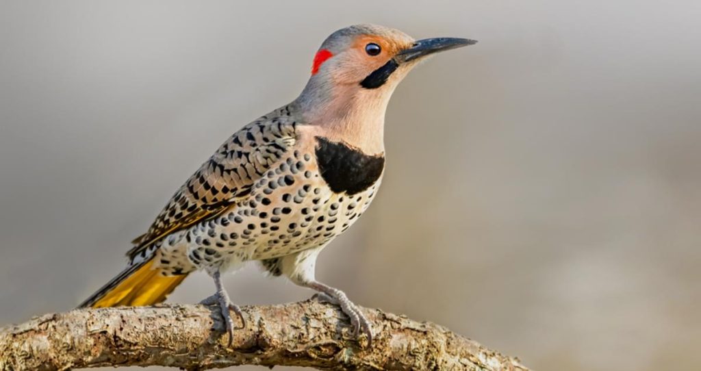 Northern Flicker Woodpeckers in ohio