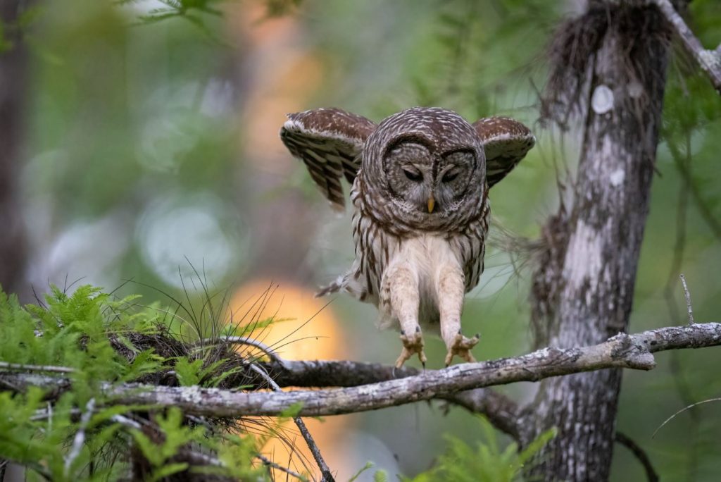 Owl Legs Are Real