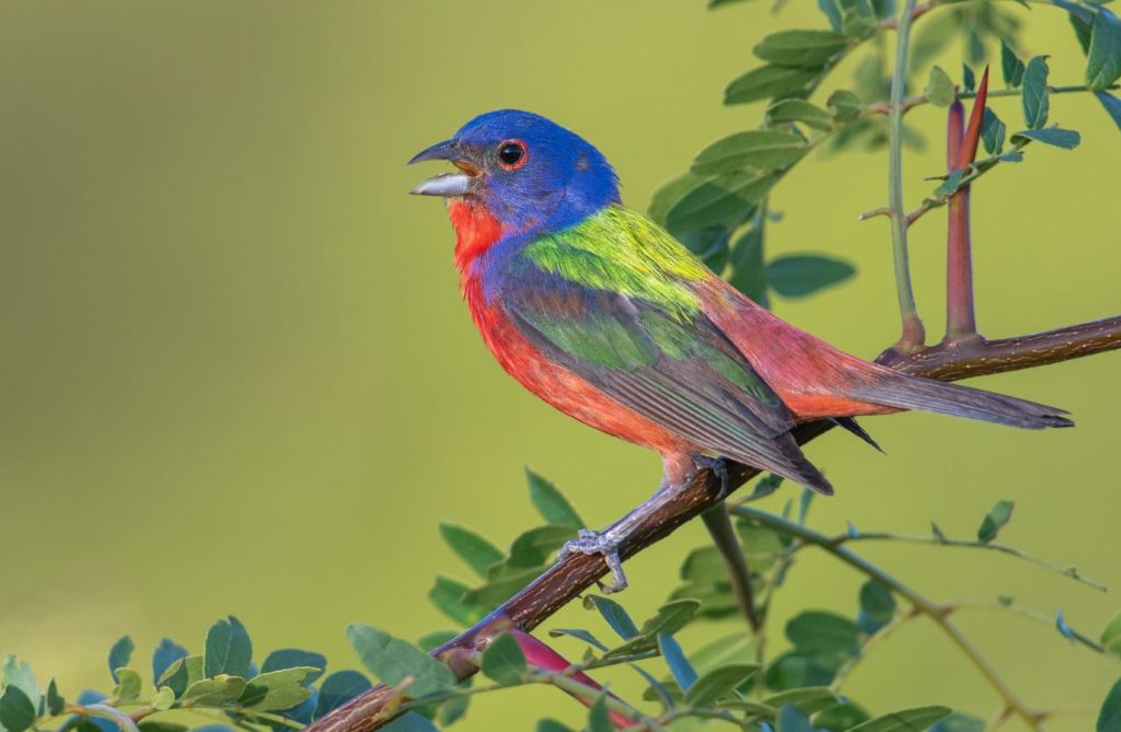 Painted Bunting Red Birds in Texas