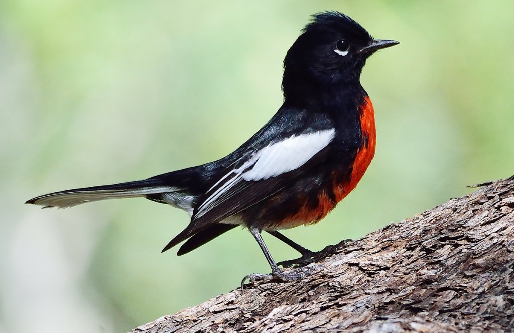 Painted Redstart