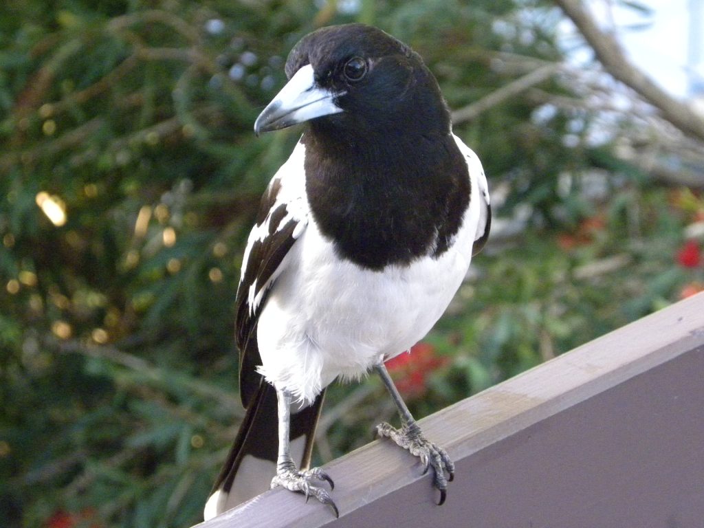 Pied-Butcherbird-Male - black Birds with White Bellies