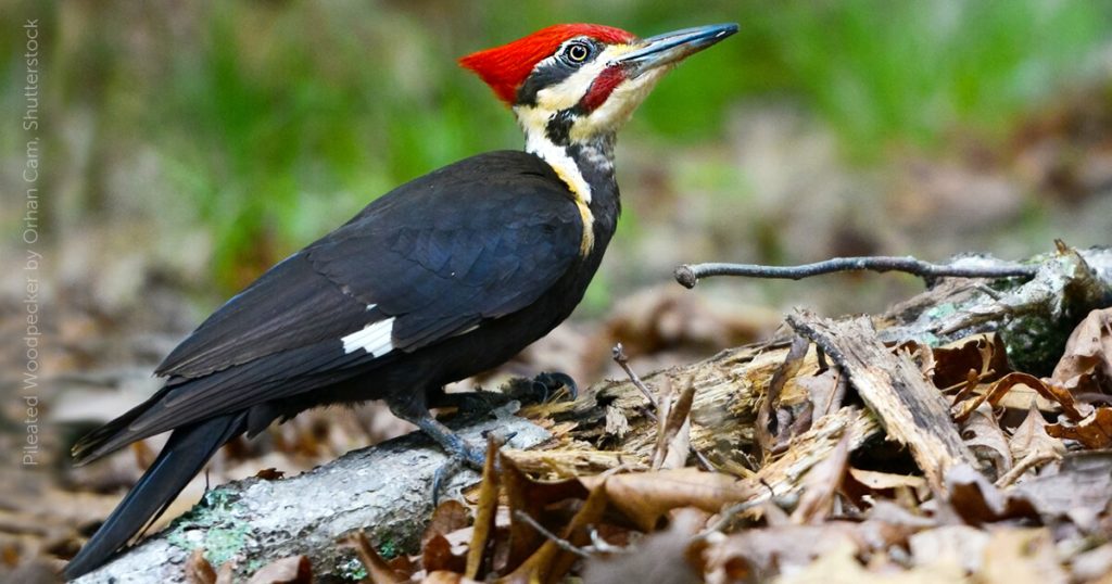 Pileated Woodpeckers in ohio