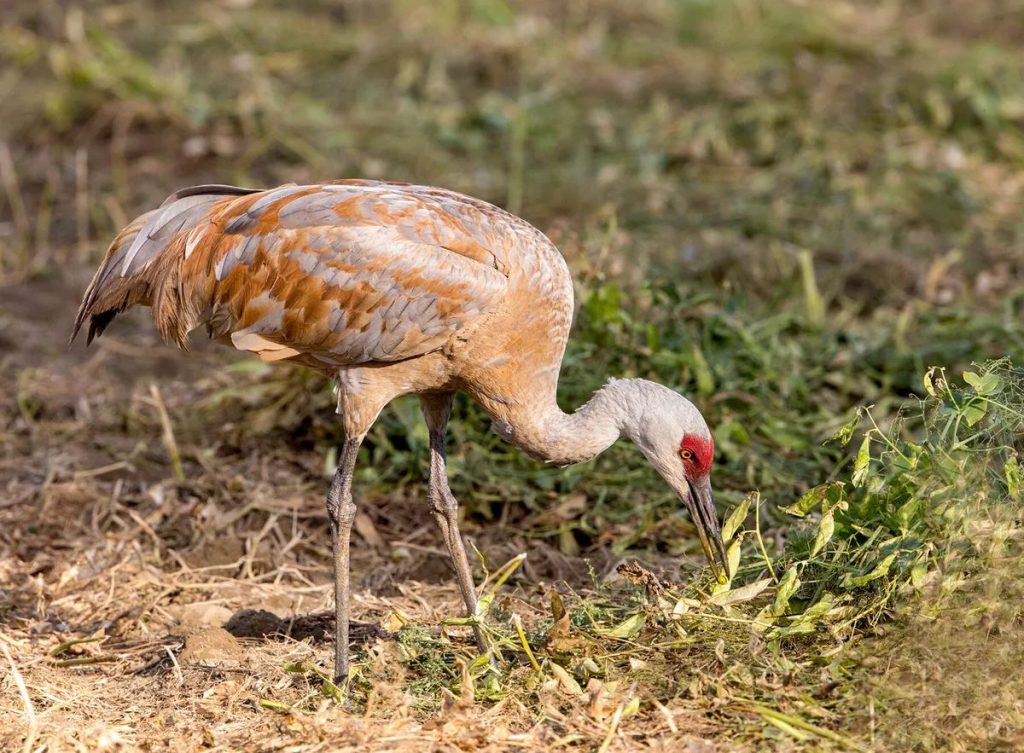 What Do Sandhill Cranes Eat? The Answer Might Surprise You!