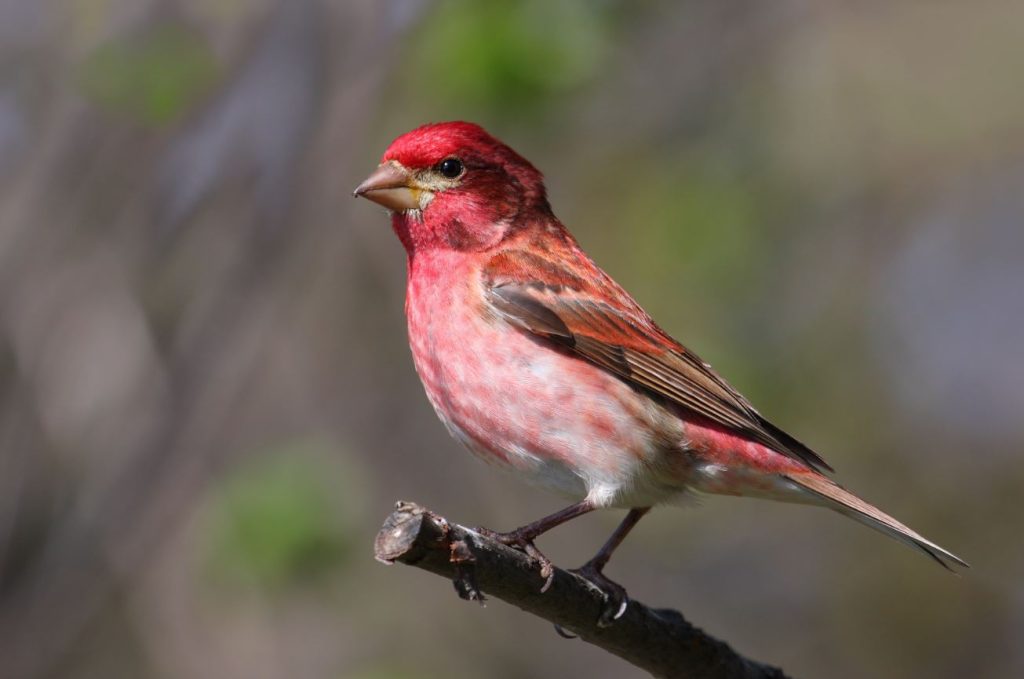  Purple Finch (Male) - Birds with red heads