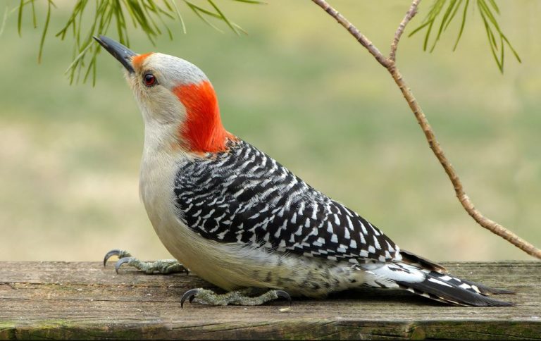 Female Red-bellied Woodpecker