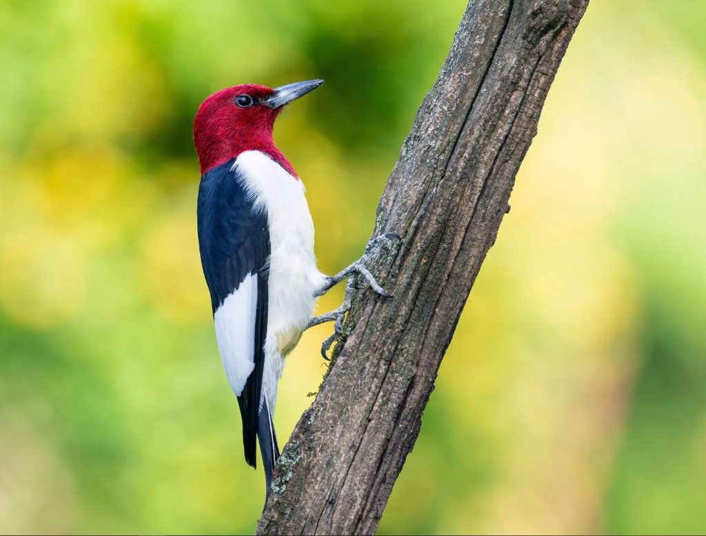 Red-headed Woodpeckers in ohio