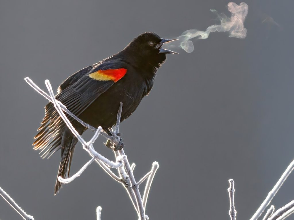 Red-winged Blackbird Black Birds In Florida