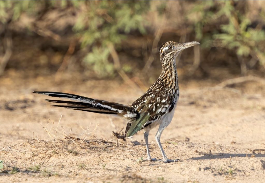 What Is a Roadrunner?
