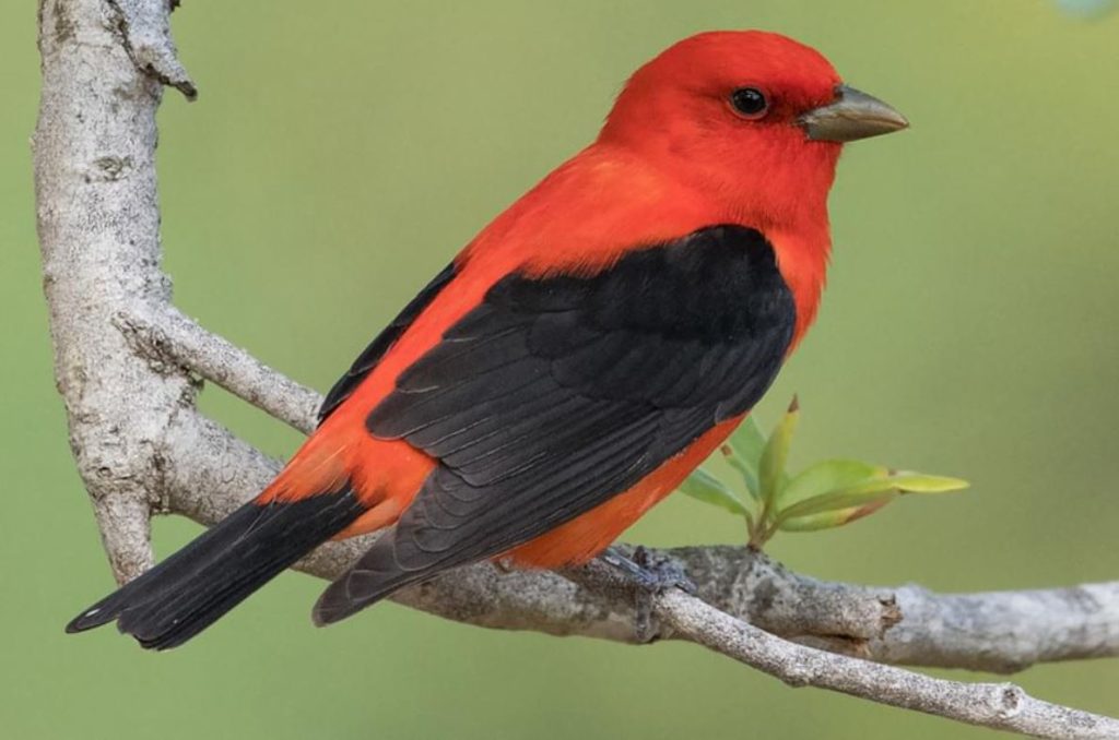 Scarlet Tanager (Male) - Birds with red heads
