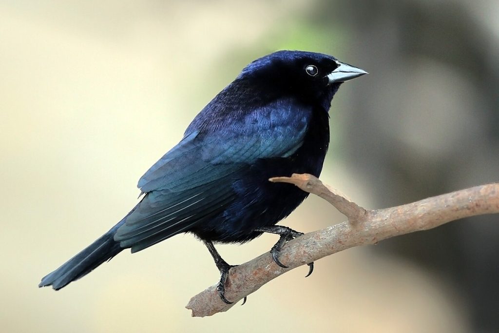 Shiny Cowbird Black Birds In Florida