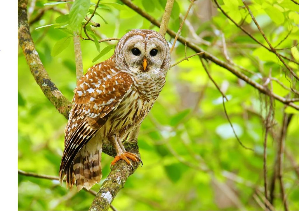 Some Owls Are Diurnal