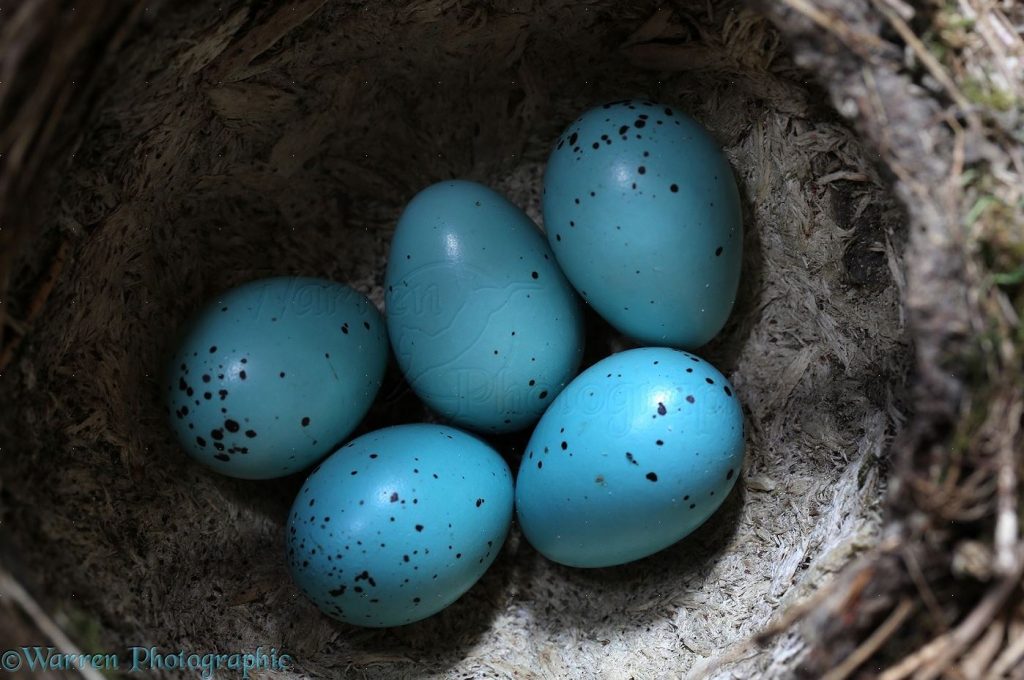 Why Do Some Birds Lay Blue Eggs?