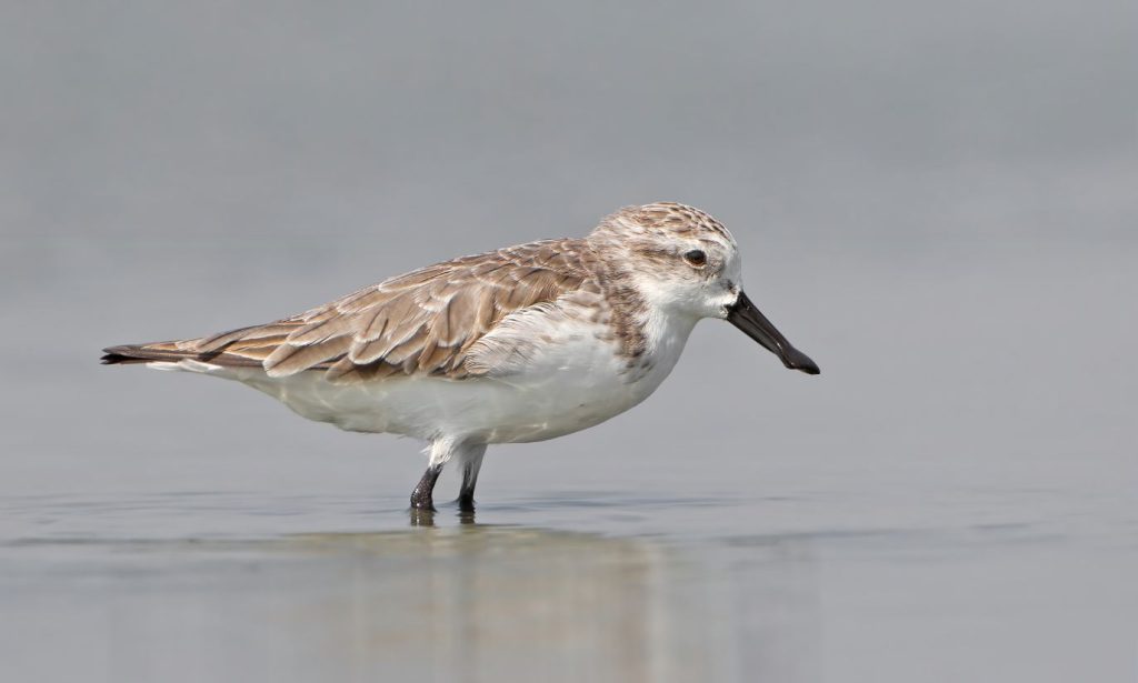 Status: Critically endangered, fewer than 400 mature individuals.