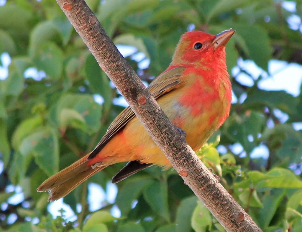 Summer Tanager (Male) - Birds with red heads
