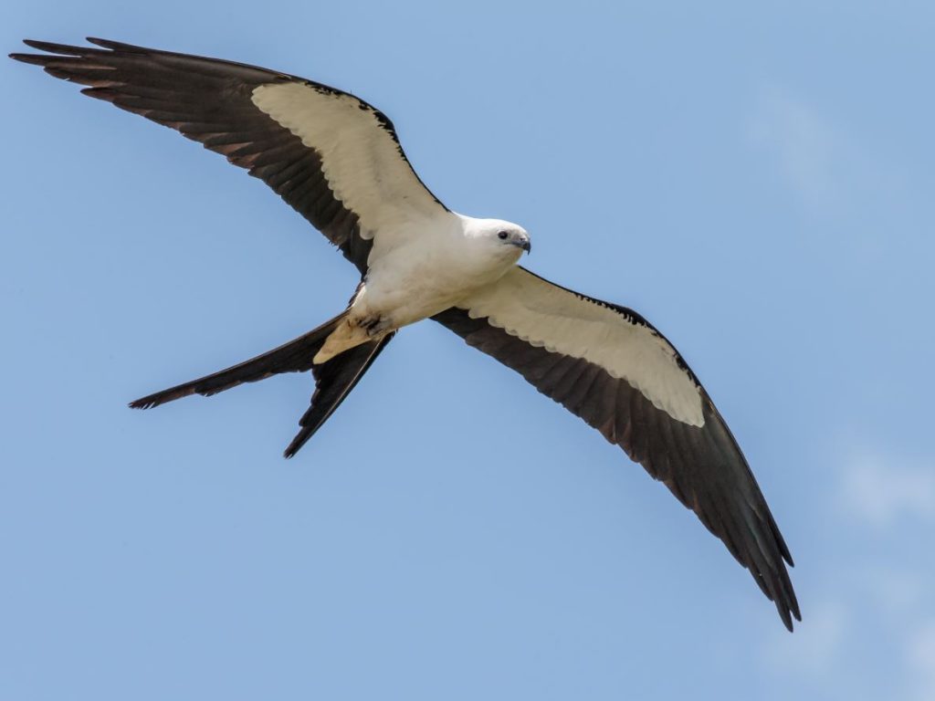 Swallow-tailed Kite Black Birds In Florida
