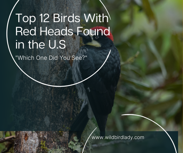 Top 12 Birds With Red Heads Found in the America