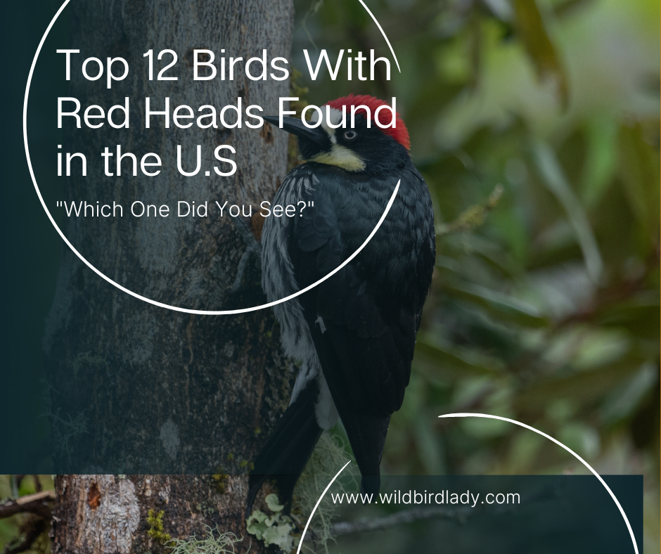 Top 12 Birds With Red Heads Found in the America