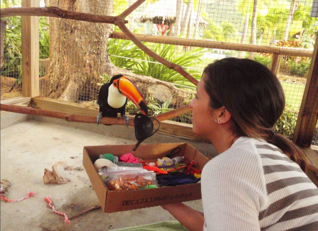 Toucan Lifespan in the Captivity