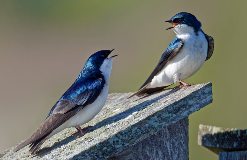 Tree Swallow - bird with white belly