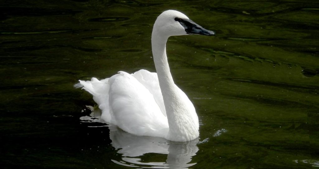 What Do Trumpeter Swan eat