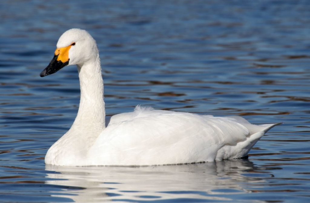 What Do Tundra Swan eat